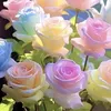 زهرة الربيع 🌺