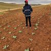 samkelo.sam.bokwe