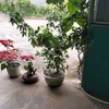 phc.p.trai737