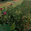 lanjaranja
