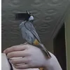 hamodi.the.bulbul