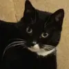 mistybeast
