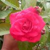 ranjita.majhi82