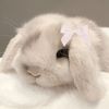 bunnyslolypopp