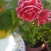 fatemeh.ghavidel0