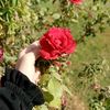 sibel.060628