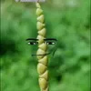 dziki_kukurydz_xd