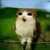 catowl2763