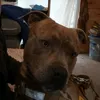 teo.el_pitbull01