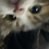 sahra_zrc9