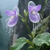 i.am.butterfly4