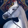 chawshin767