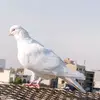 ahmadbazhdar8