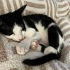 kitty03778