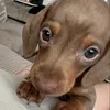 your.fav.little.sausage