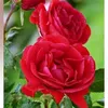 mamostamhamad7