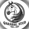 Qarabag_Stud
