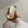 amtlsd_t_511