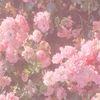 blurryshaz._
