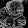 7el_phobos7