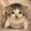 lcat.meowmeow