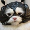 gatito_de_la_noche