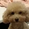 azrielismissing