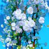 faris5937