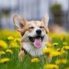 funnydogs003