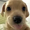 ducmaycay1