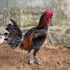 Pham Su Gà Peru