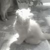 pai.prim5