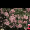 kennst_nd5