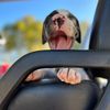 jjthecatahoula