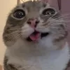 binczuqbyy4