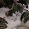 thecats.e.eu