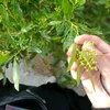 ruqayyah_937