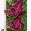 fawzia5962