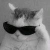 catty.katt38