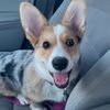 honeythecorgii