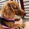 clover.mini.doxie