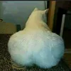 wedretoficial