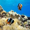 underwater_iphone