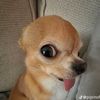 likespamer39