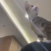 nngudgn