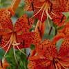 tiger_lily3001