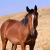 kkibi2