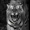 ferit_602