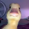 thainehuh