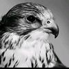 mostafa.ms16